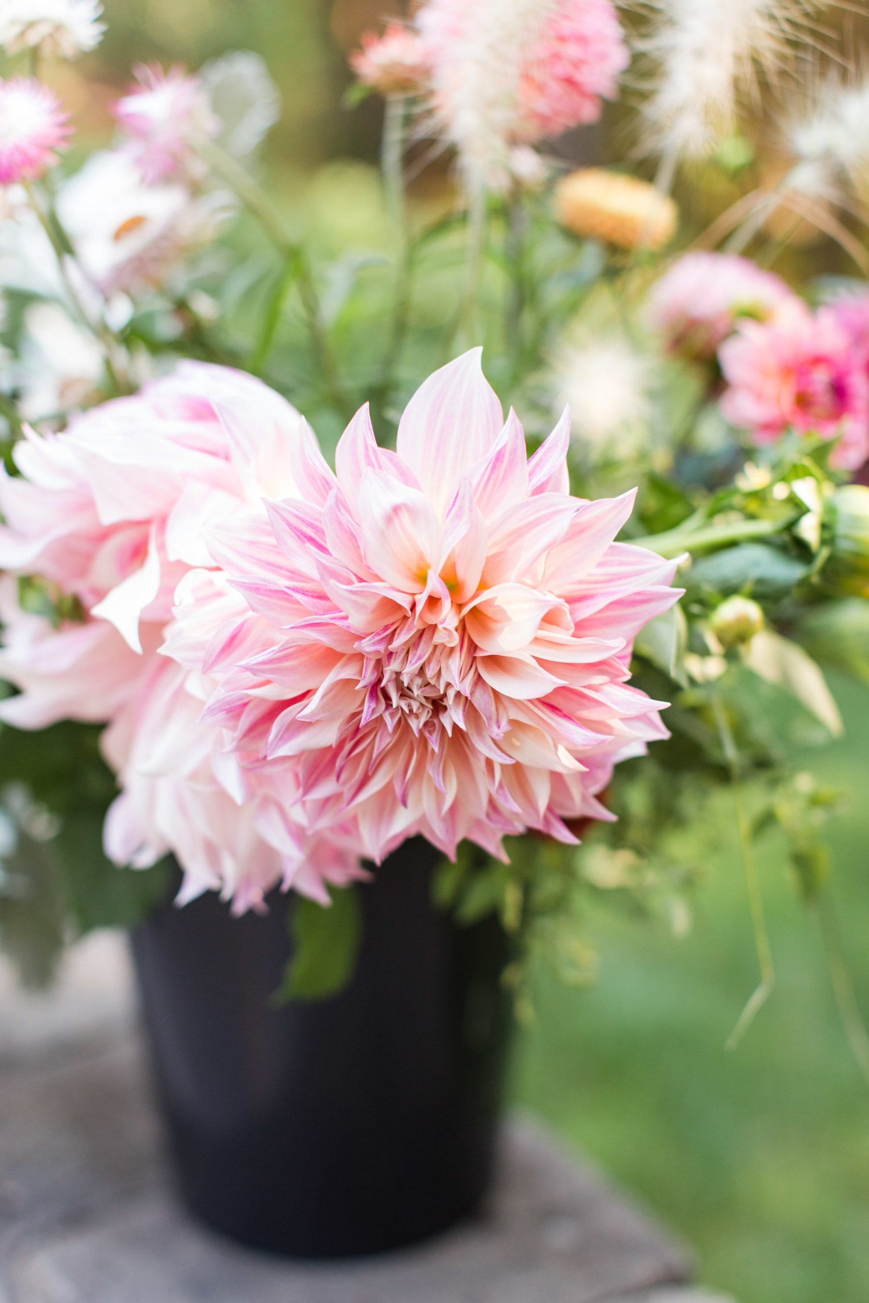 dahlia flowers laughing goat flower farm