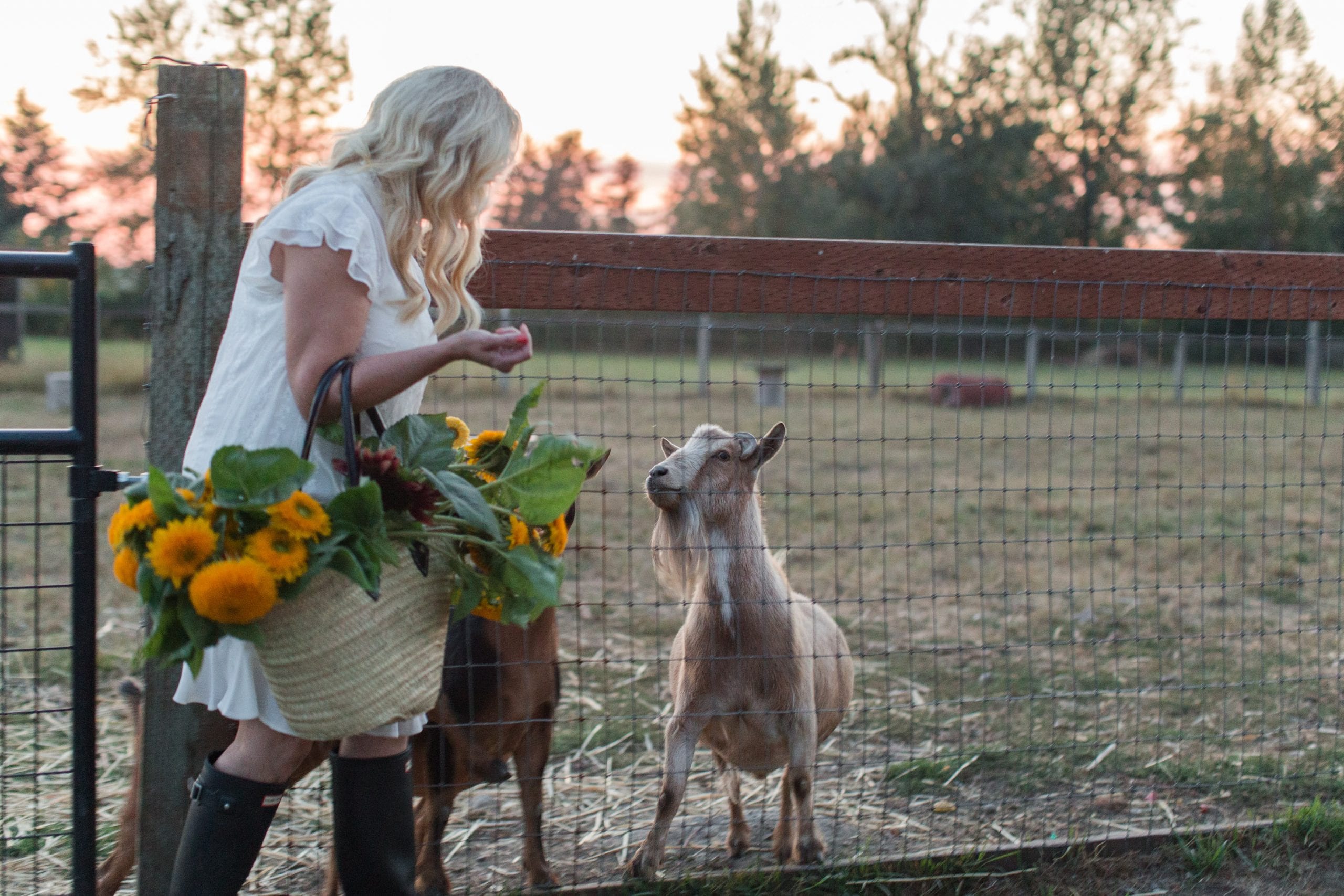 goats flower farm