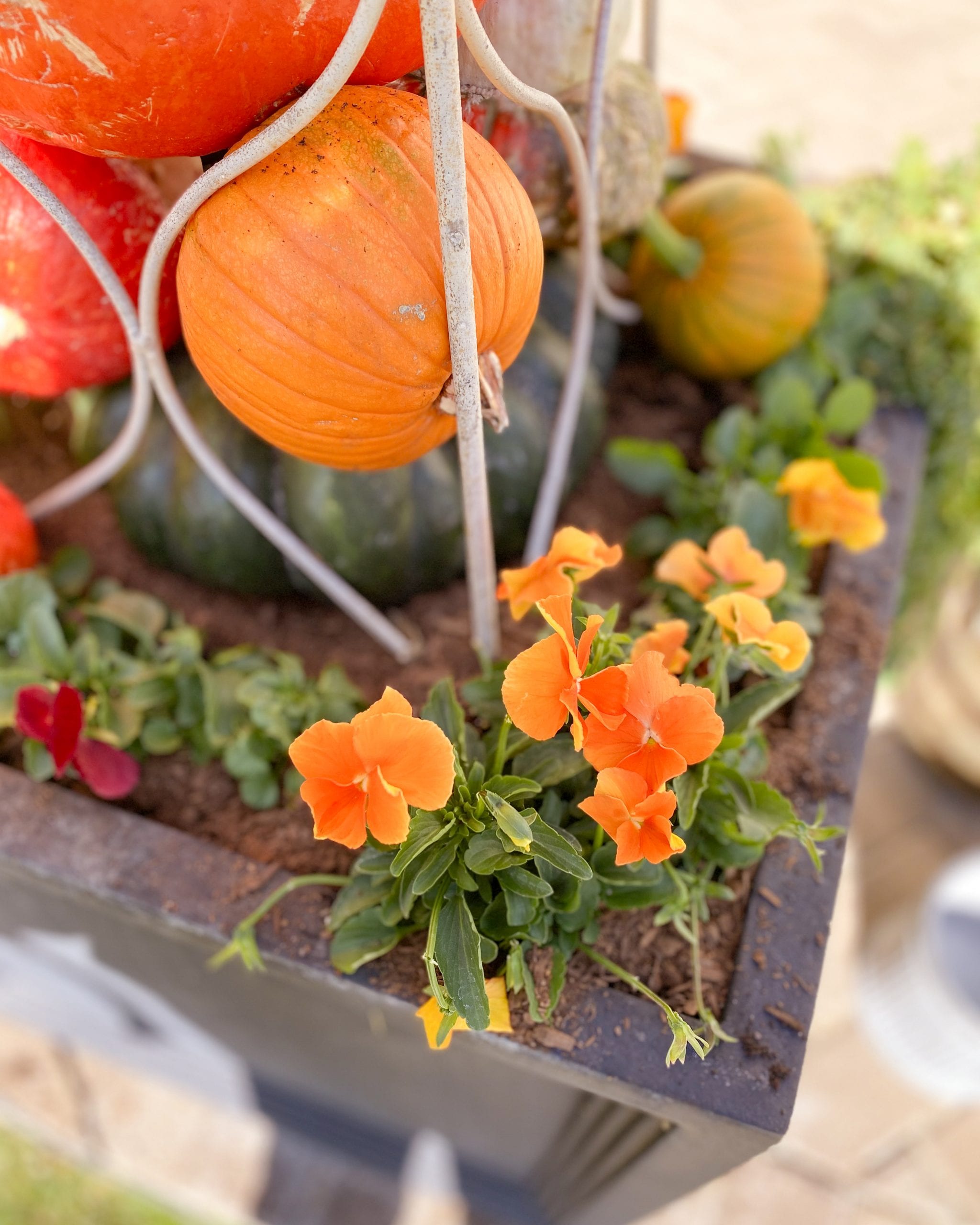 fall planter flowers