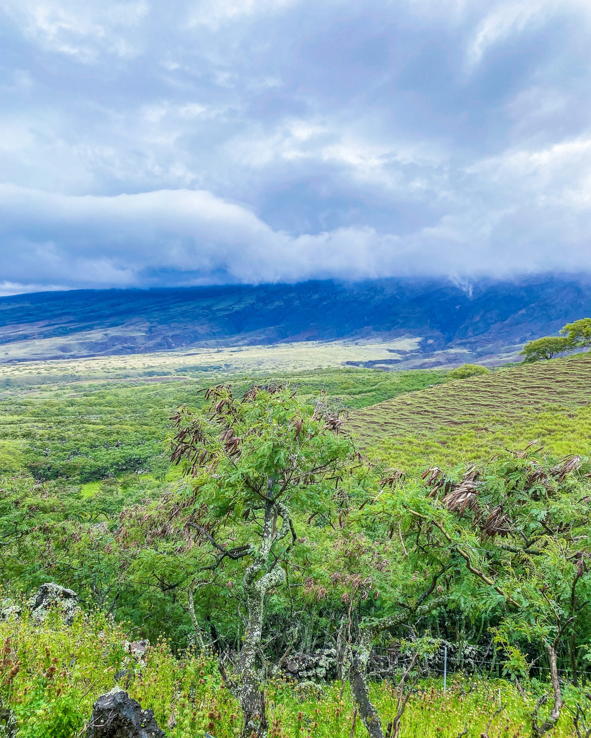 maui road to hana