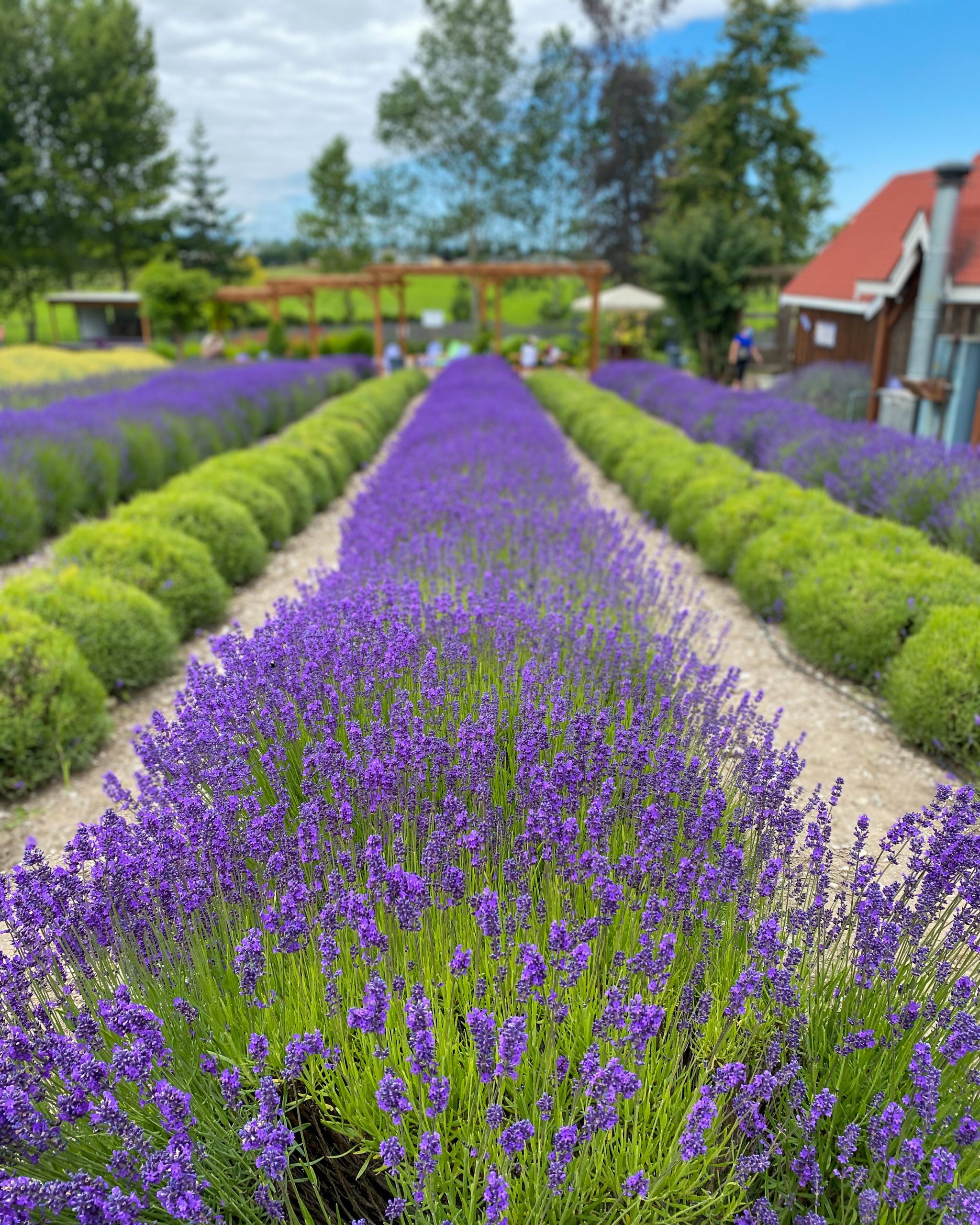 lavender farms pacific northwest