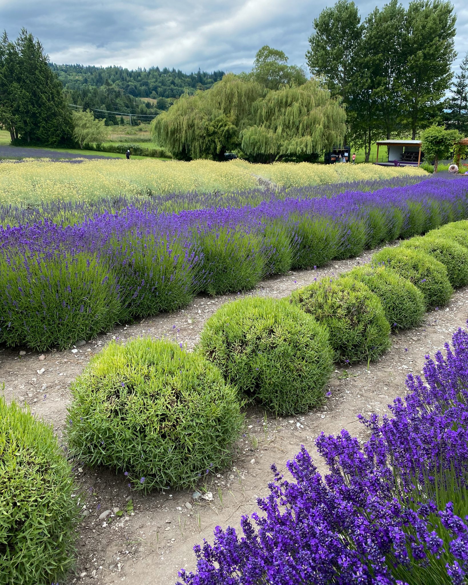 Organic Lavender Farm Seven Acre Flower Farm