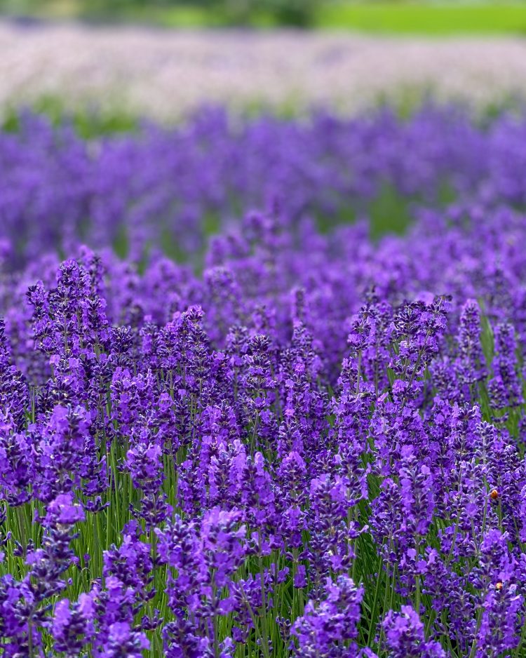 Organic Lavender Farm | Seven Acre Flower Farm