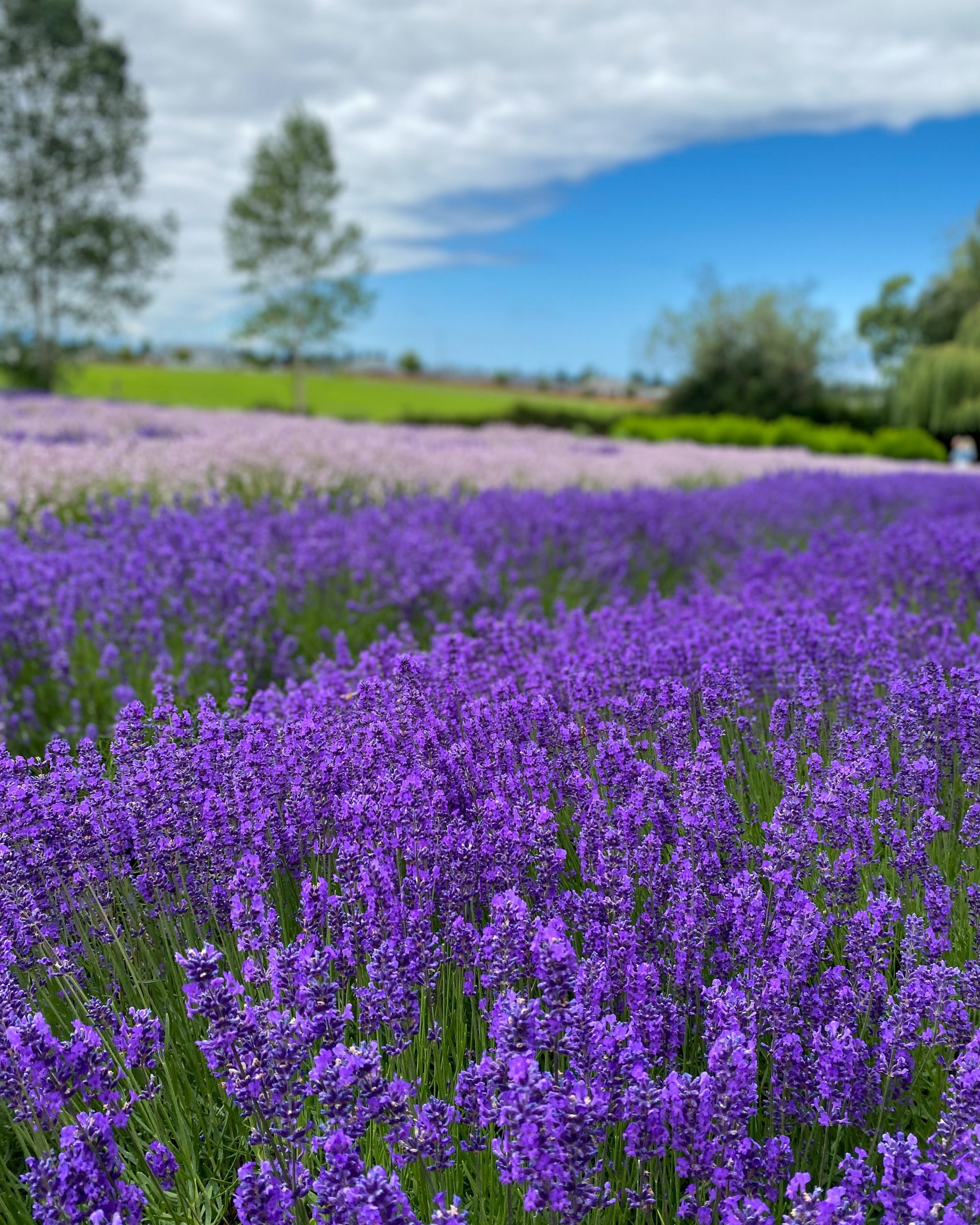 blue sky lavender fields