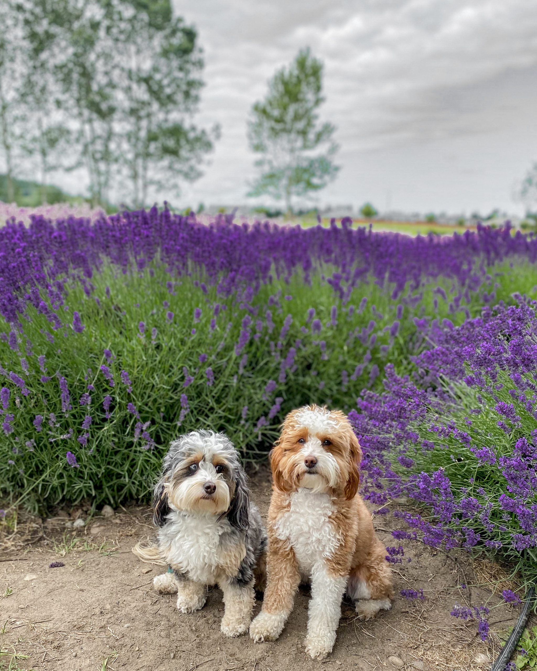 bernedoodles lavender farm