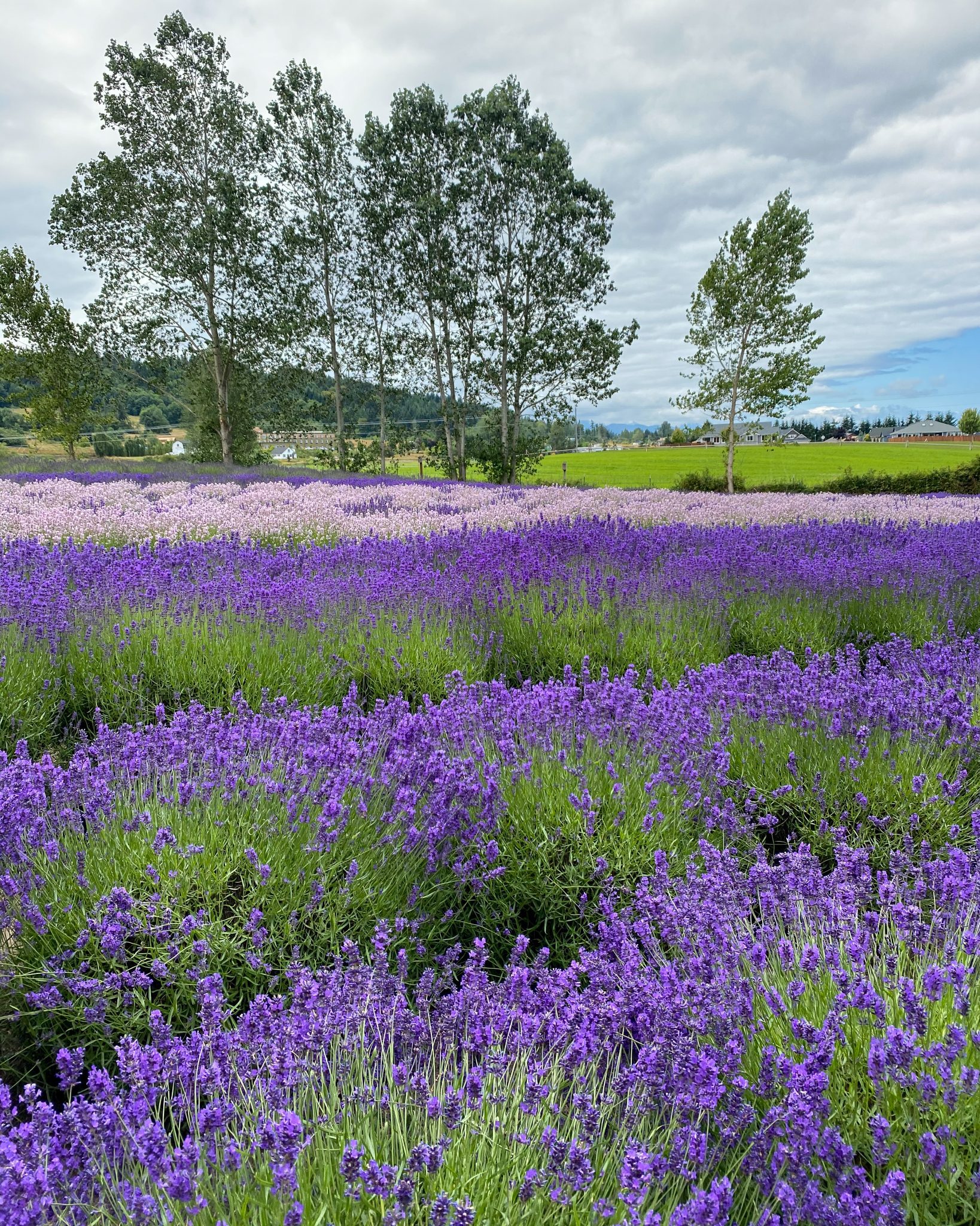 How many lavender plants per acre Idea