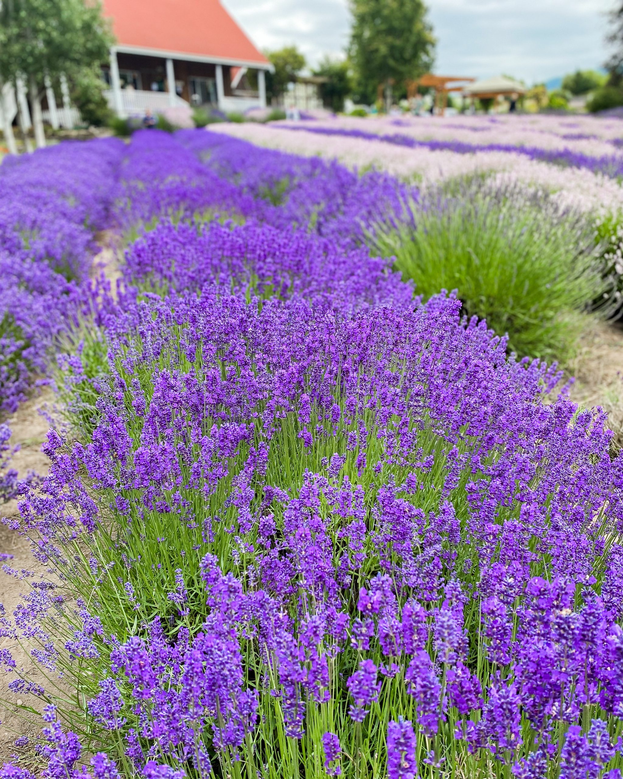 lavender plants