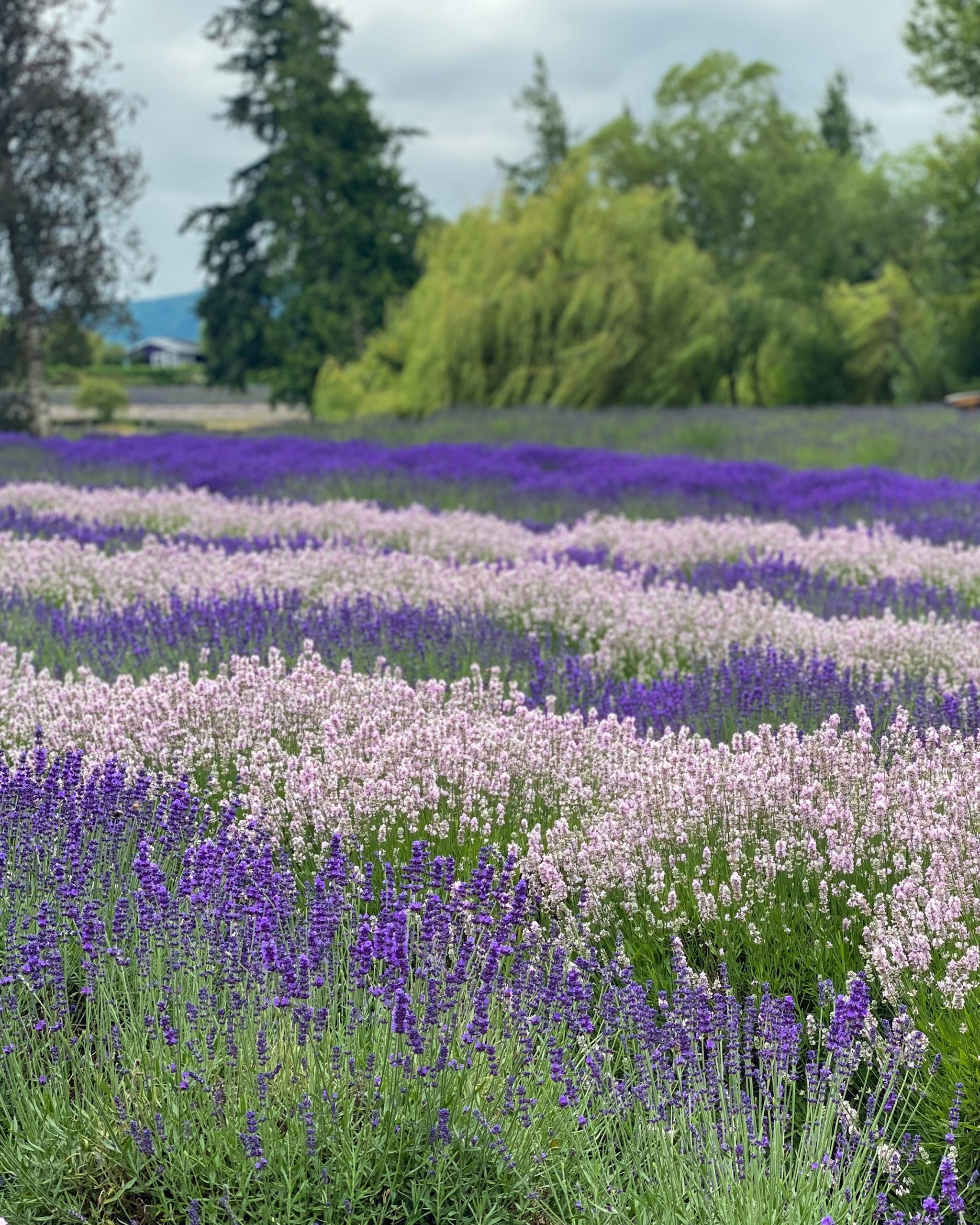 pink and purple lavender plants