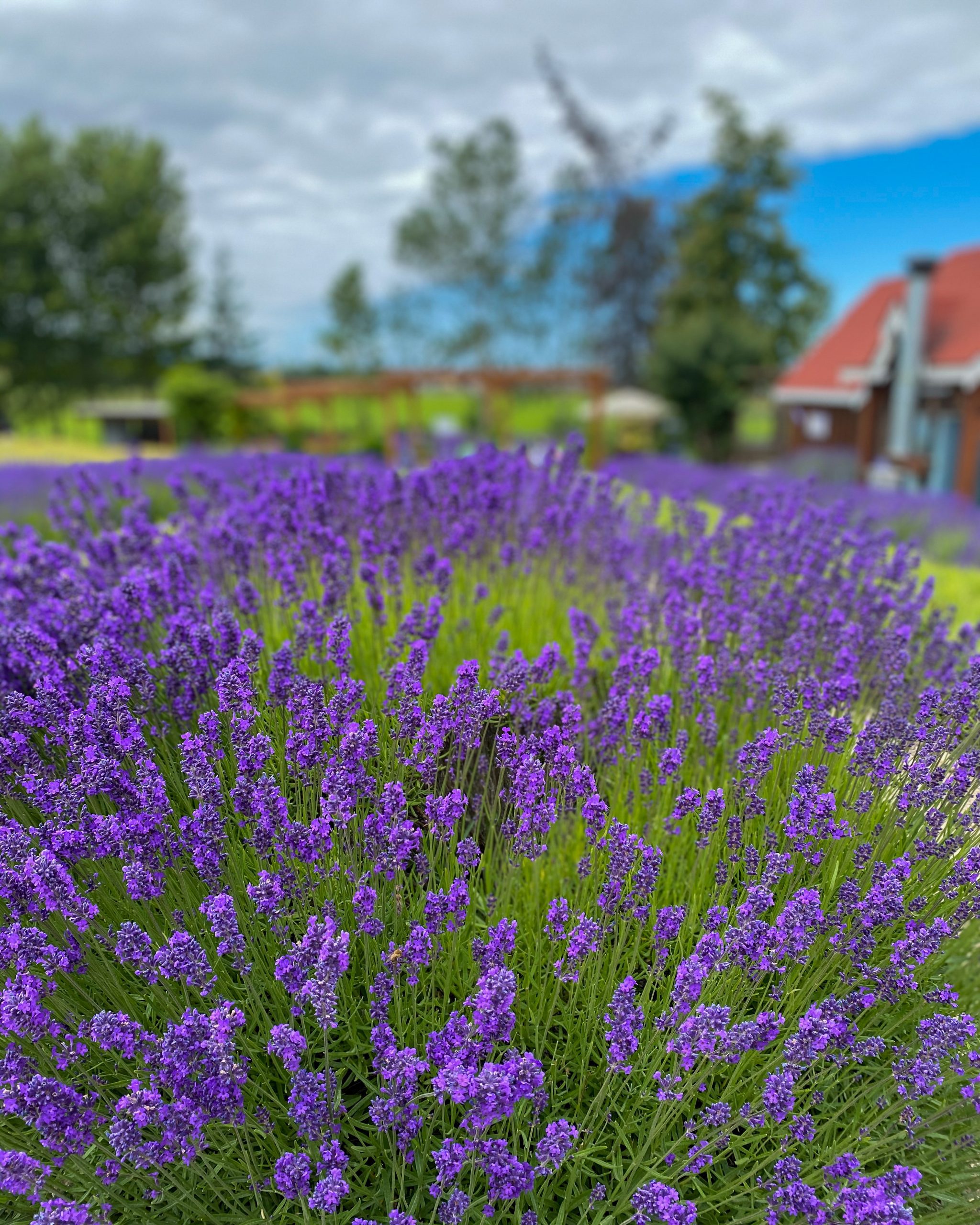 lavender blooming