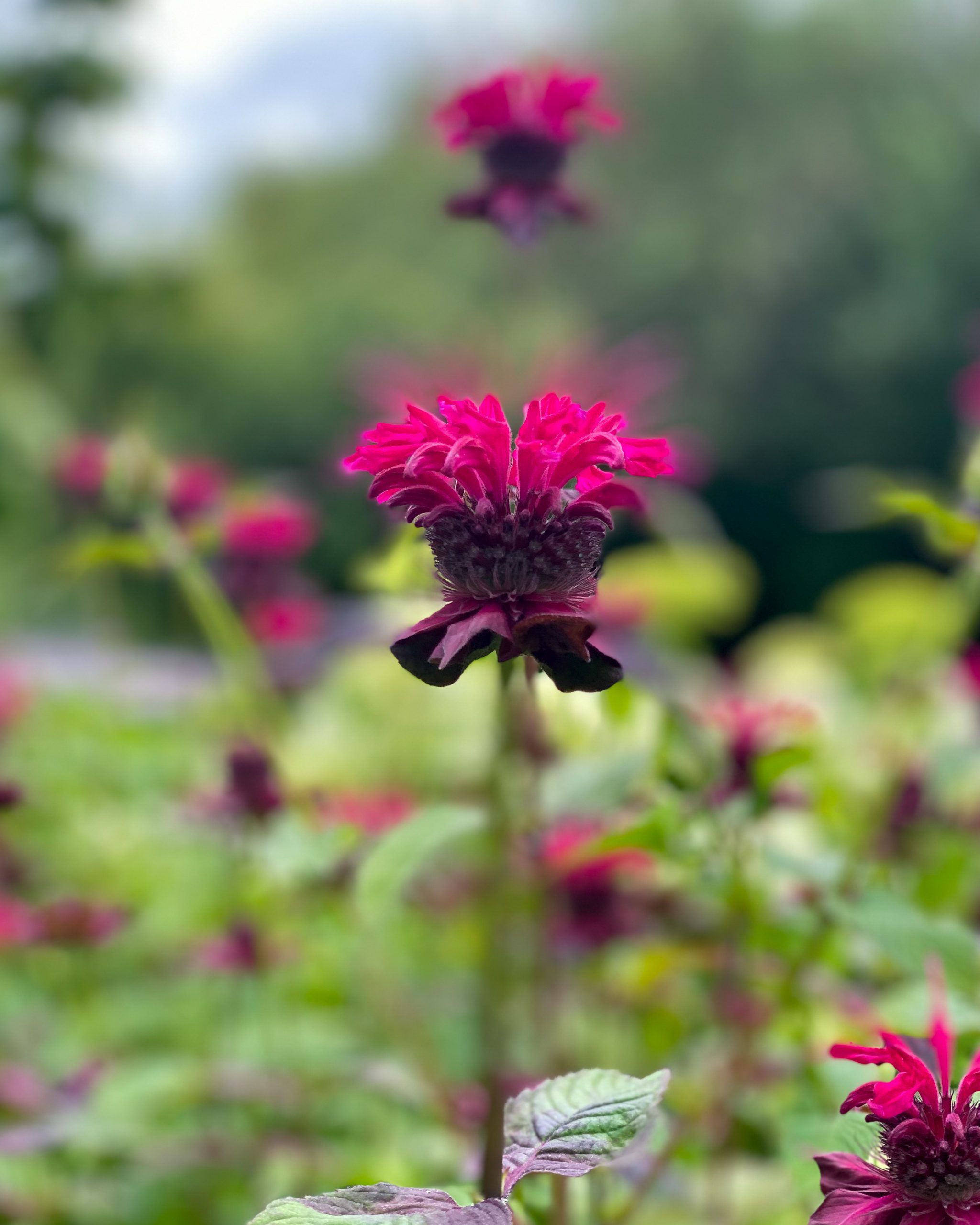 https://homewithhollyj.com/wp-content/uploads/2021/08/Flower-Farms-of-the-Pacific-Northwest-Part-2-Purple-Haze-Lavender-Farm-30-scaled.jpg