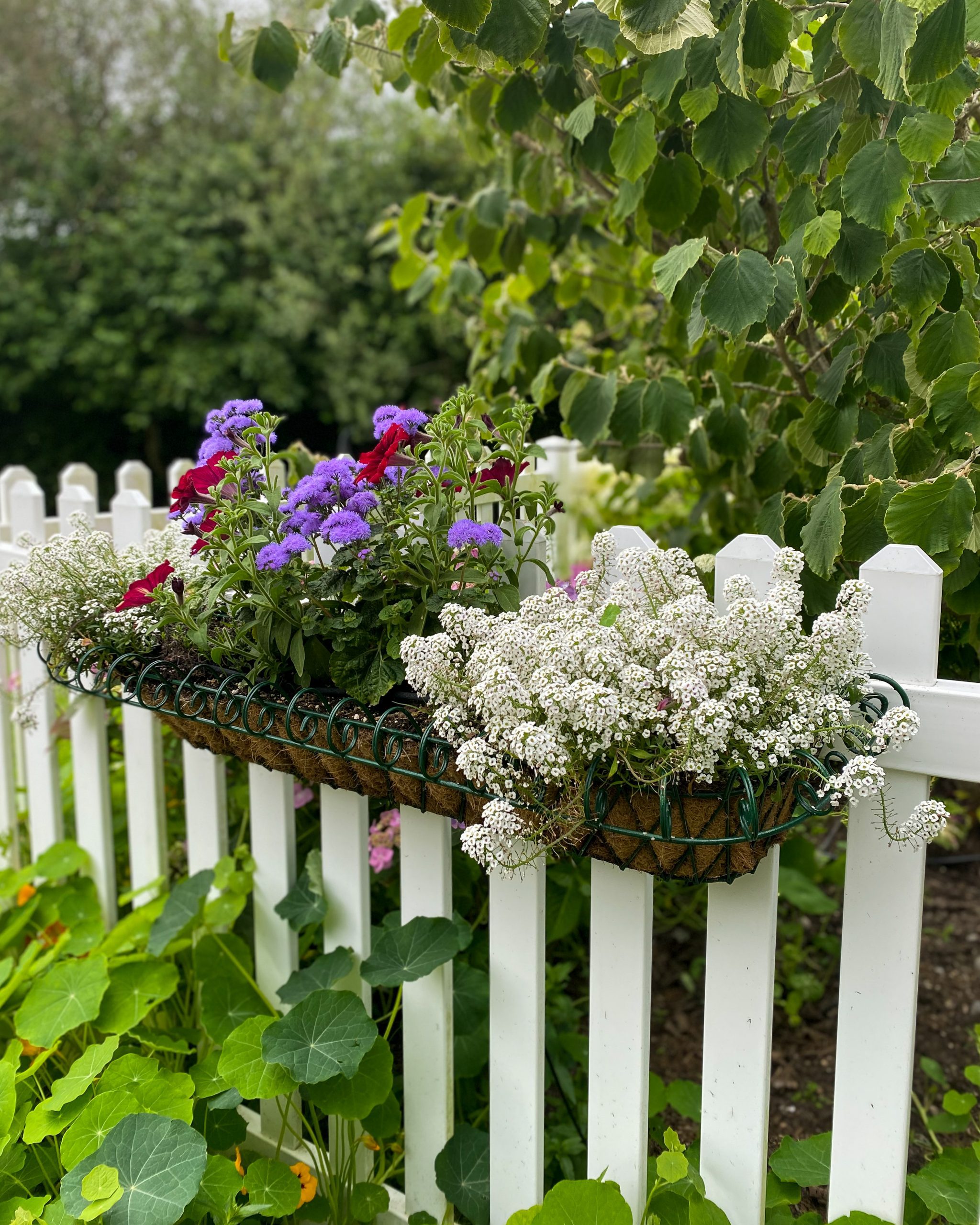 flower basket garden