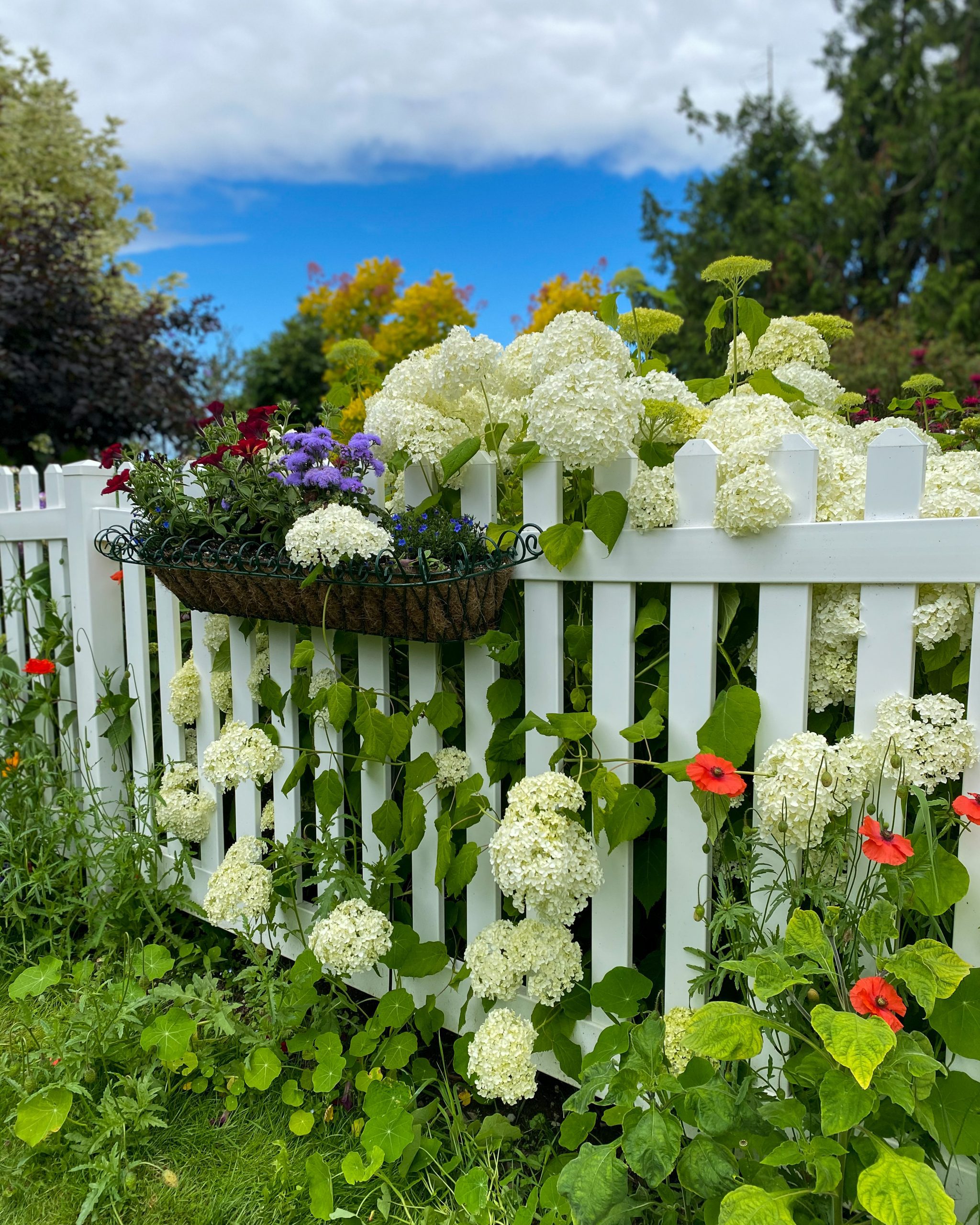 flower garden