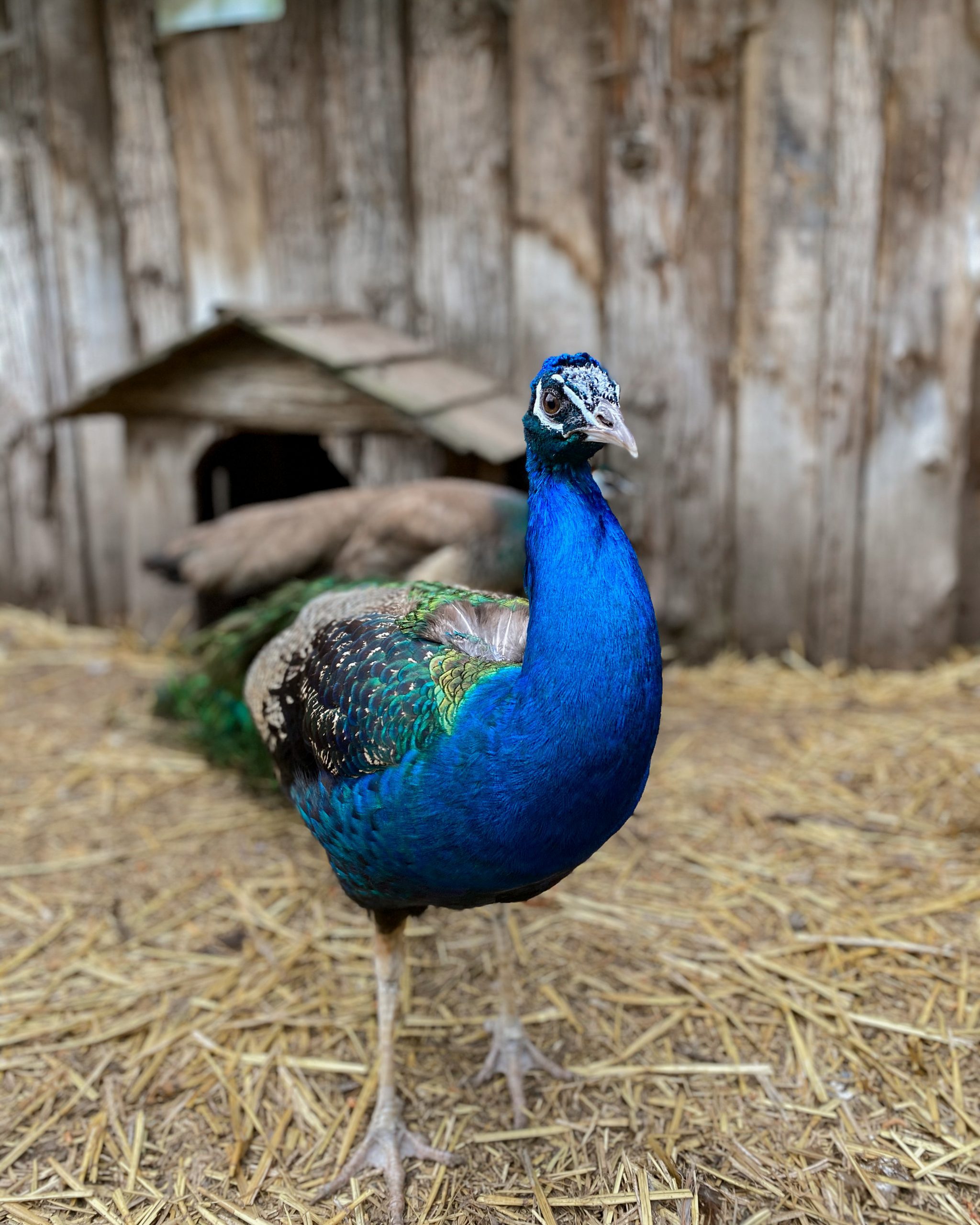 peacock