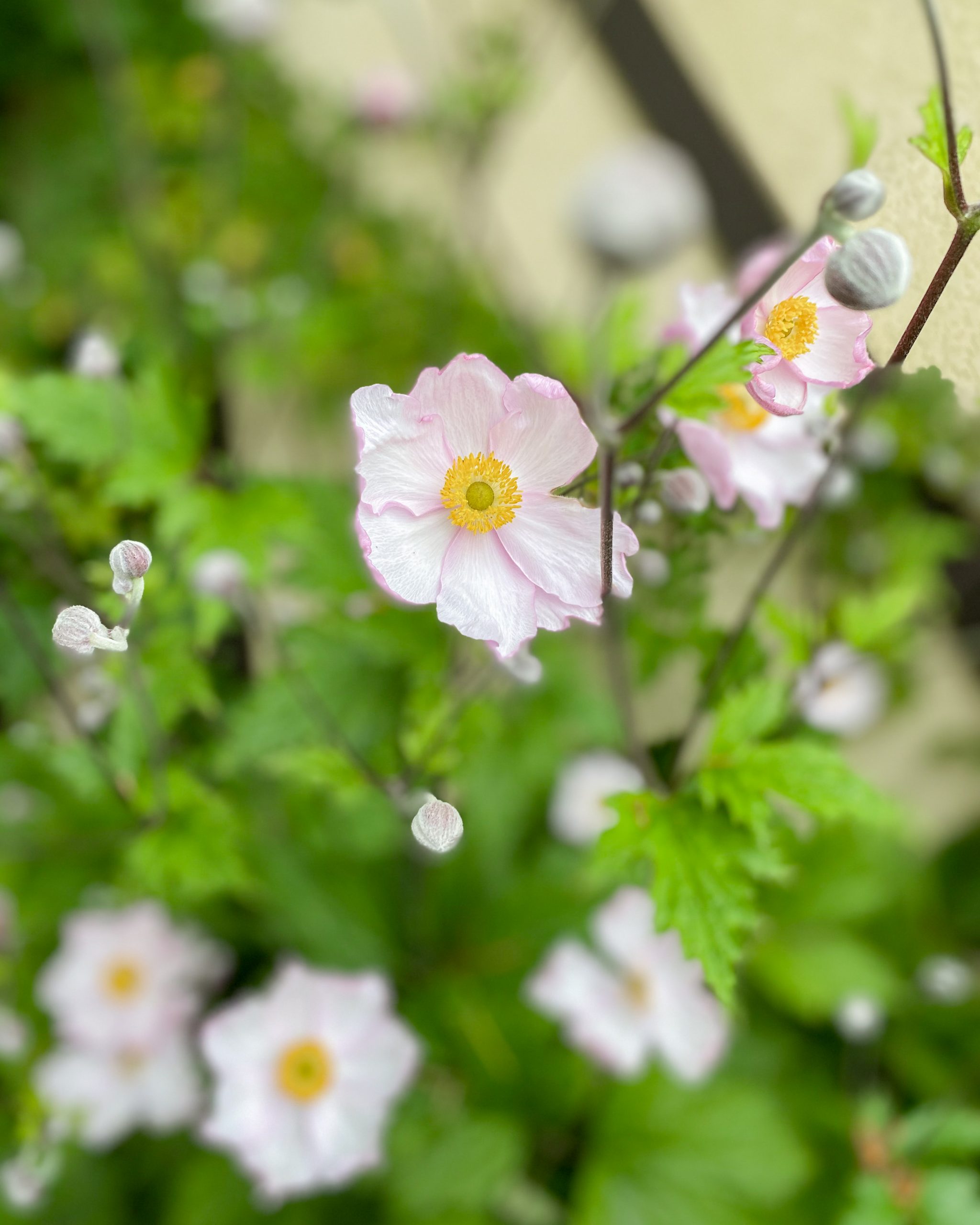 white yellow flowers