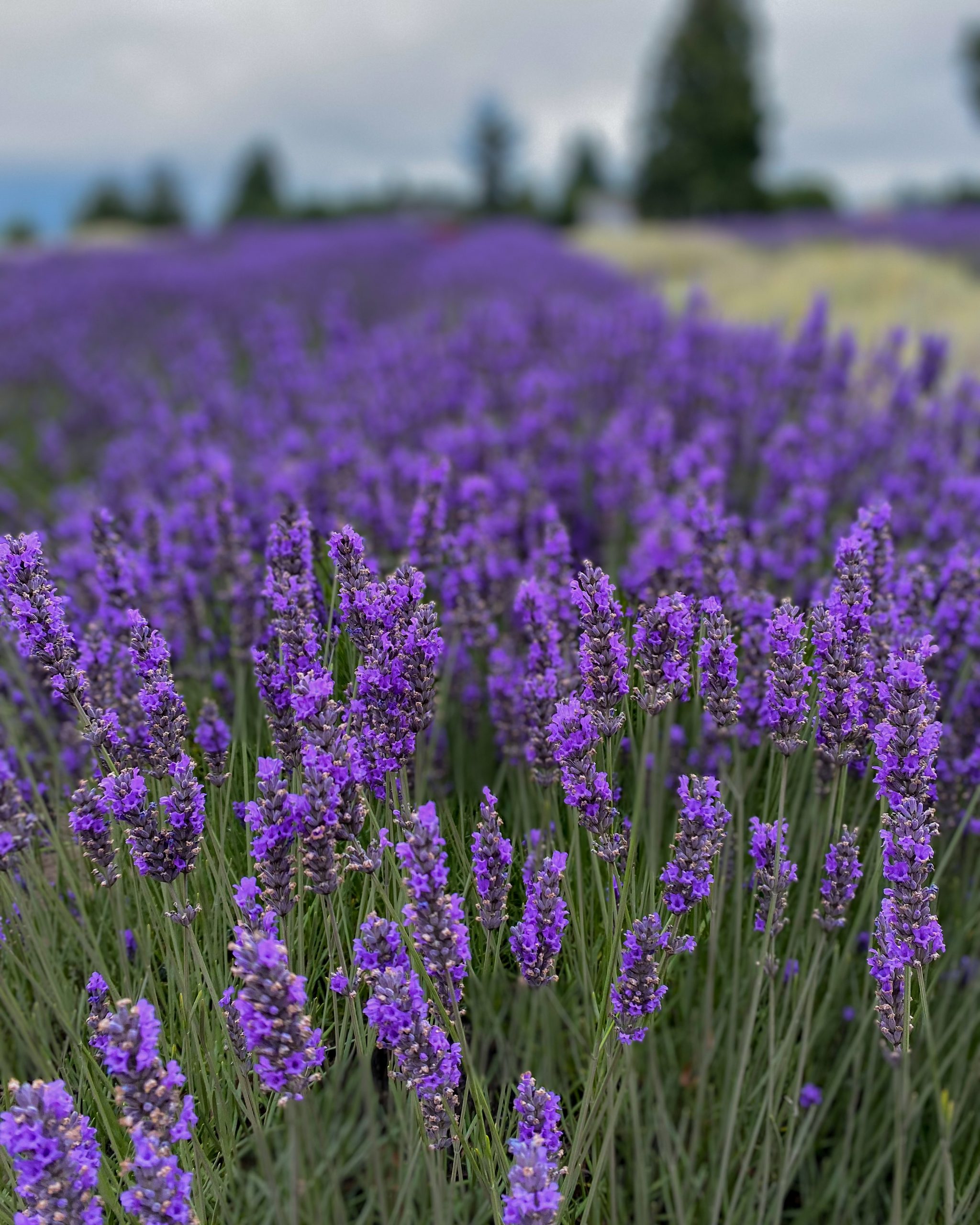 lavender flowers