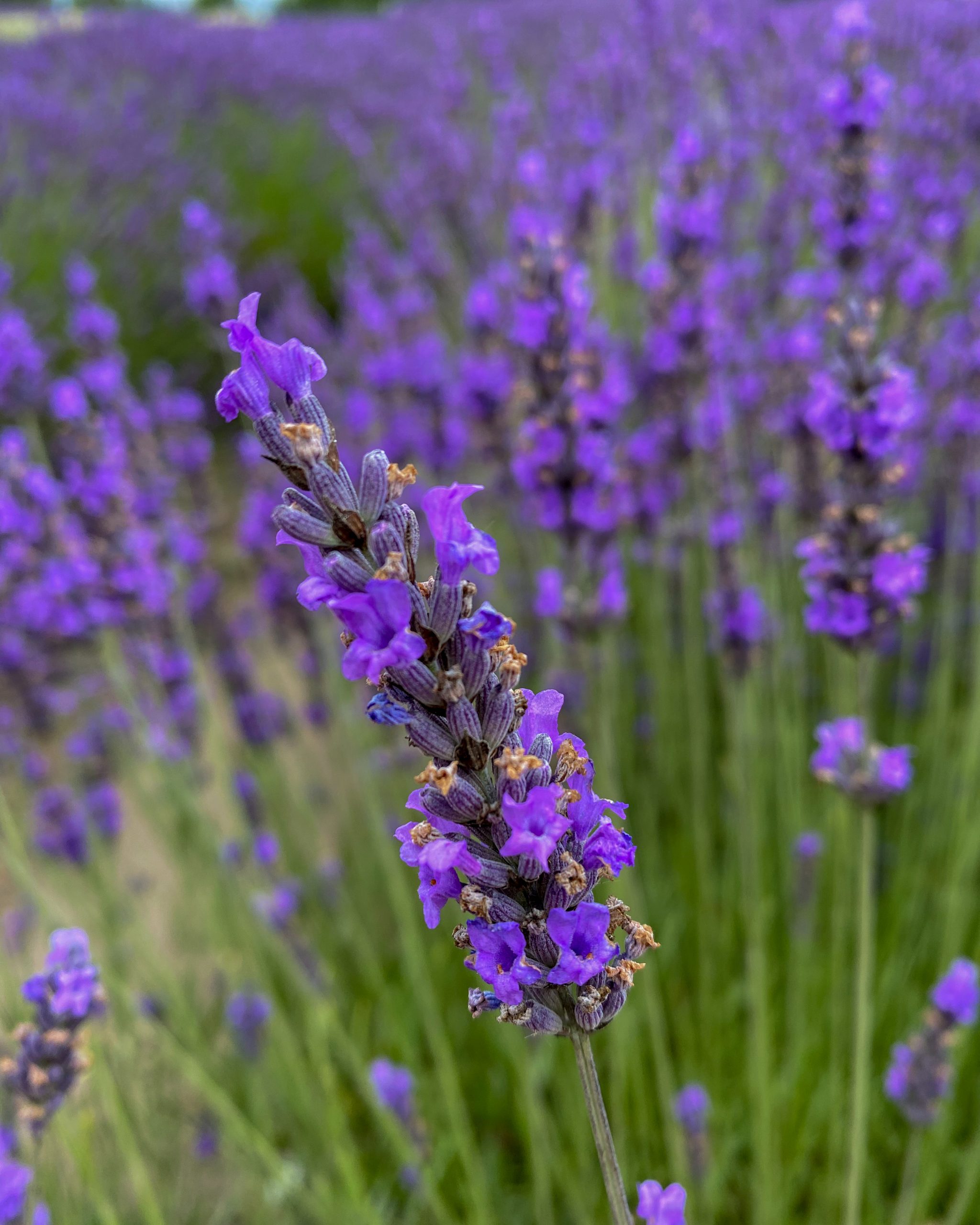 Lavender Sample Pack – Country Garden Farm