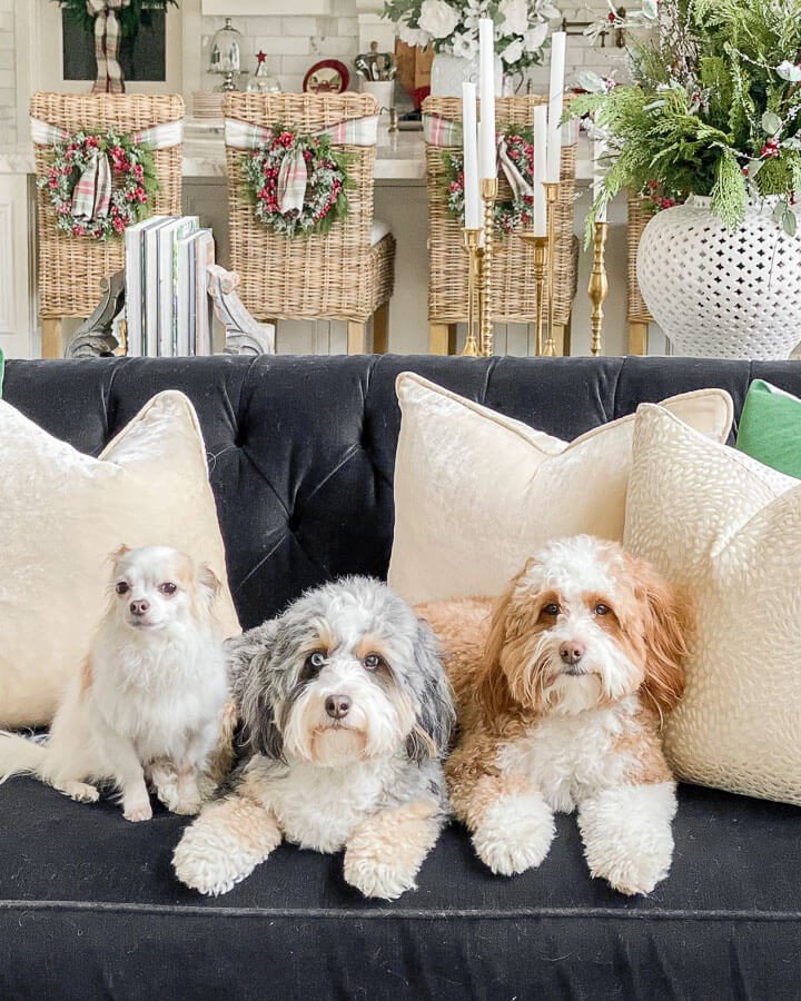 Living Room Christmas Decor Ideas dogs on couch