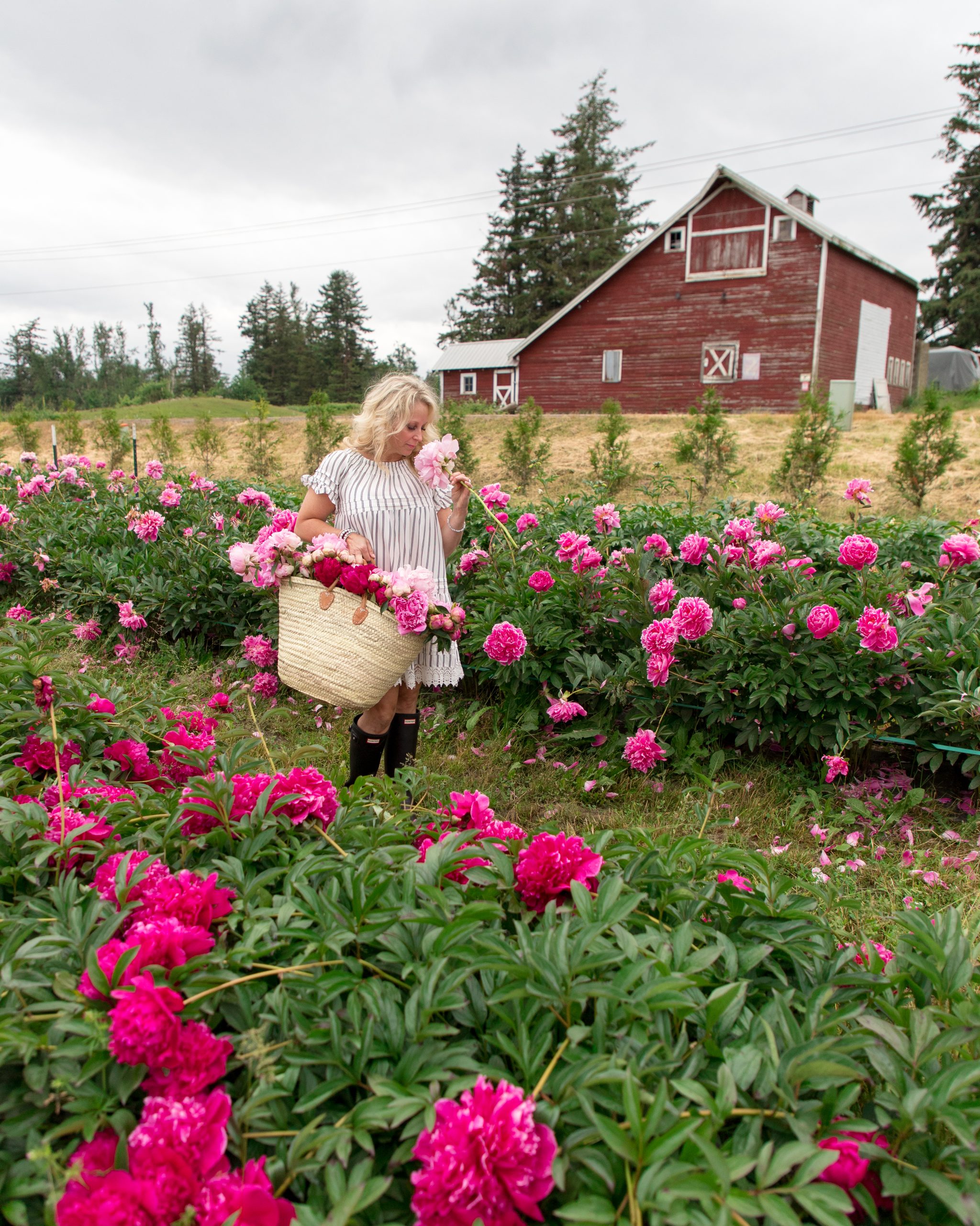 peony farm