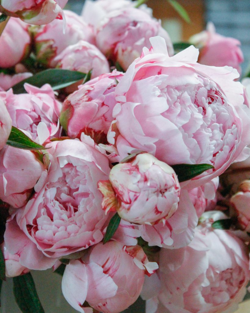 Styling Peonies Tips for Creating Beautiful Arrangement