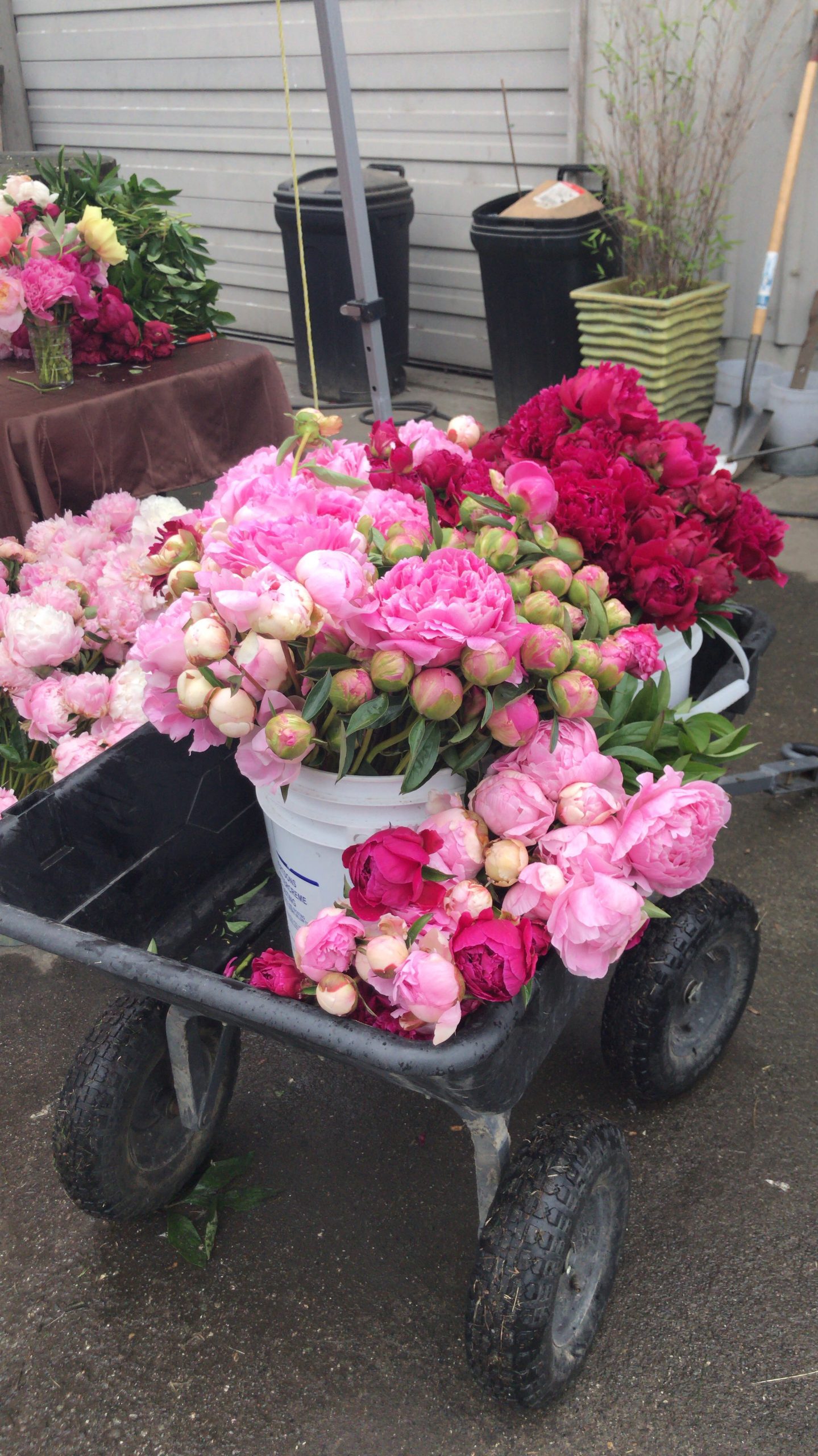 Styling Peonies Tips for Creating Beautiful Arrangement