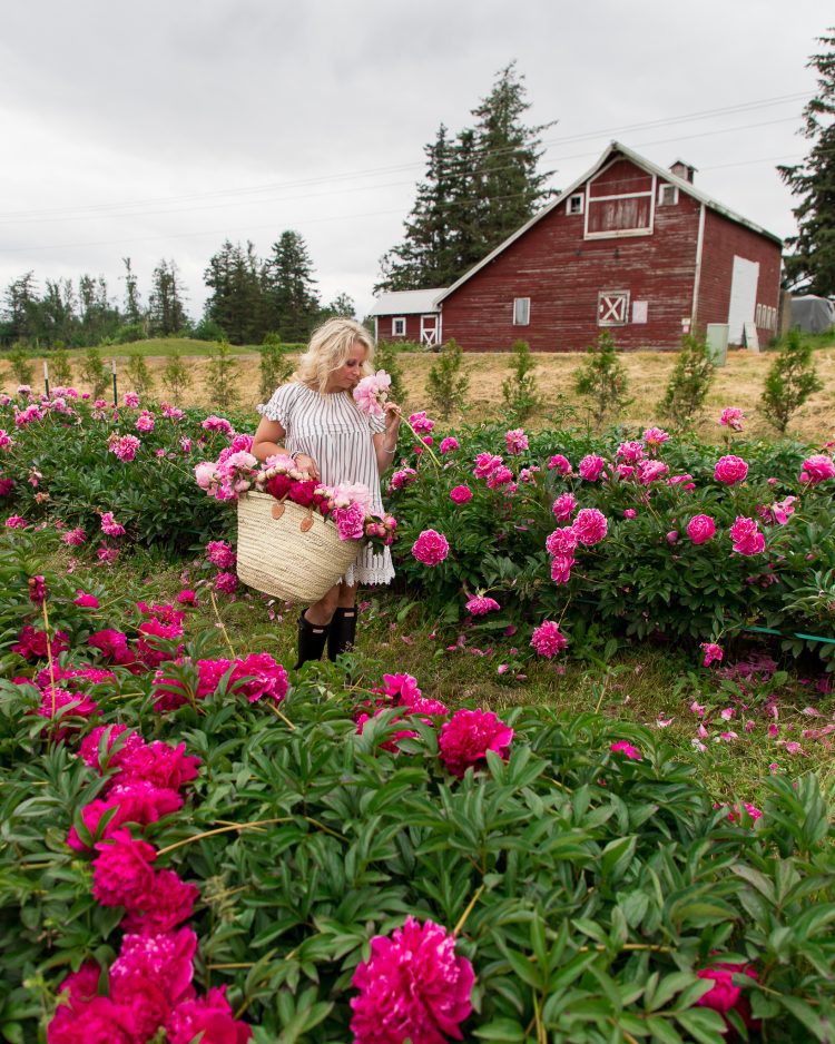 pure peonies flower farm in the PNW