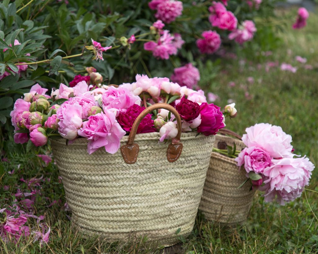 pink peony flower