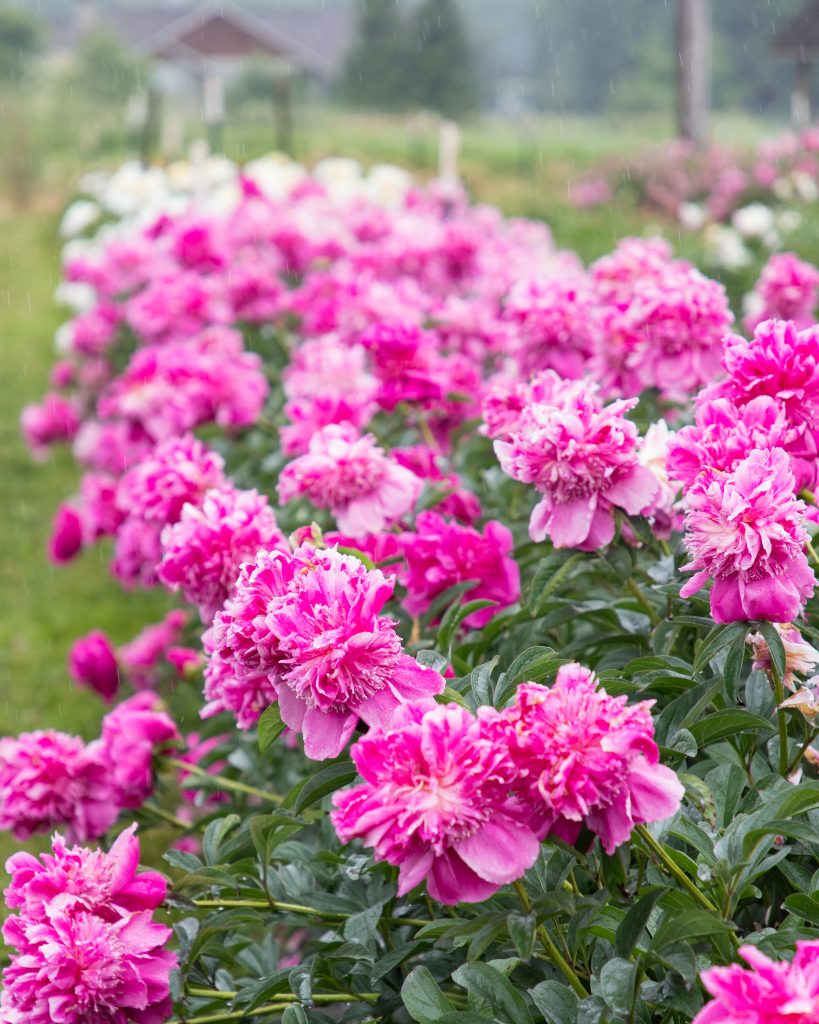 peonies in a flower field