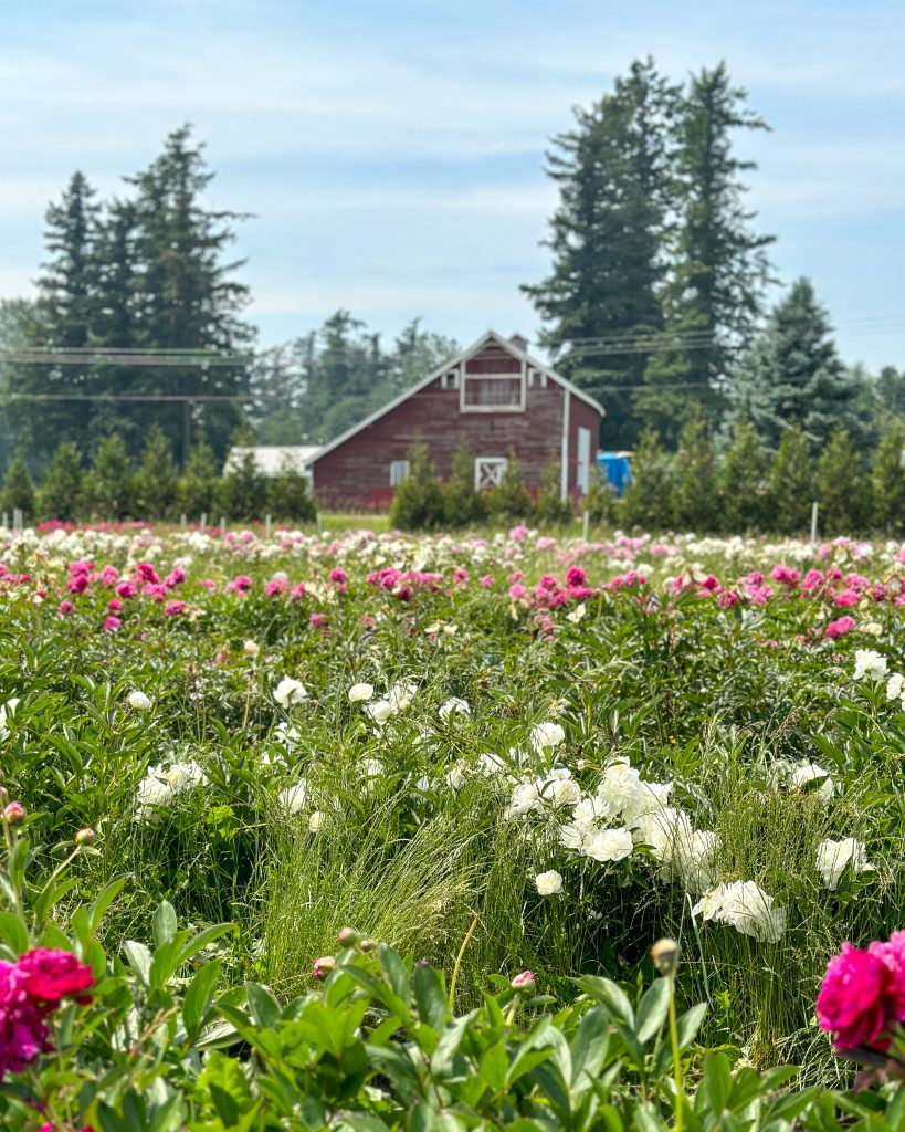 peony farm Washington state