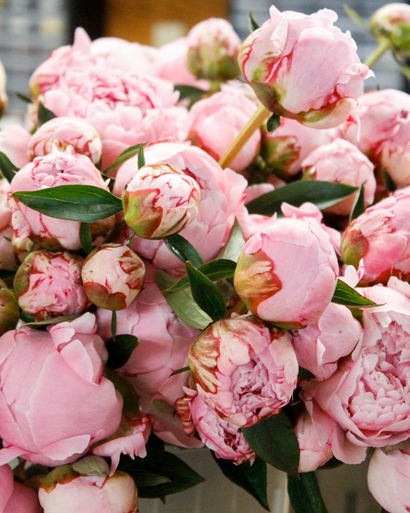 pink peony flowers