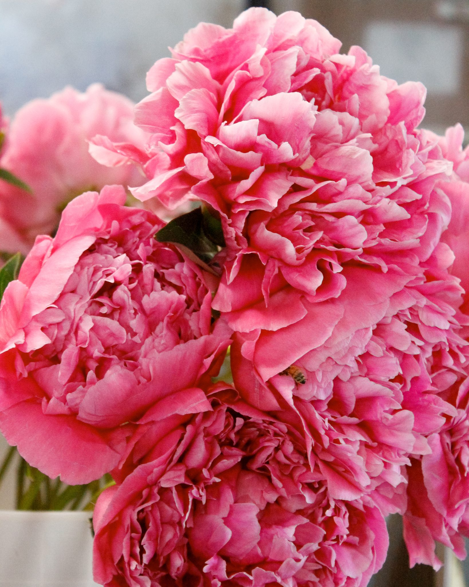 Pure Peony Flower Farms Near Me In PNW Home With Holly J pure-peony-flower-farms-near-me-in-pnw-home-with-holly-j