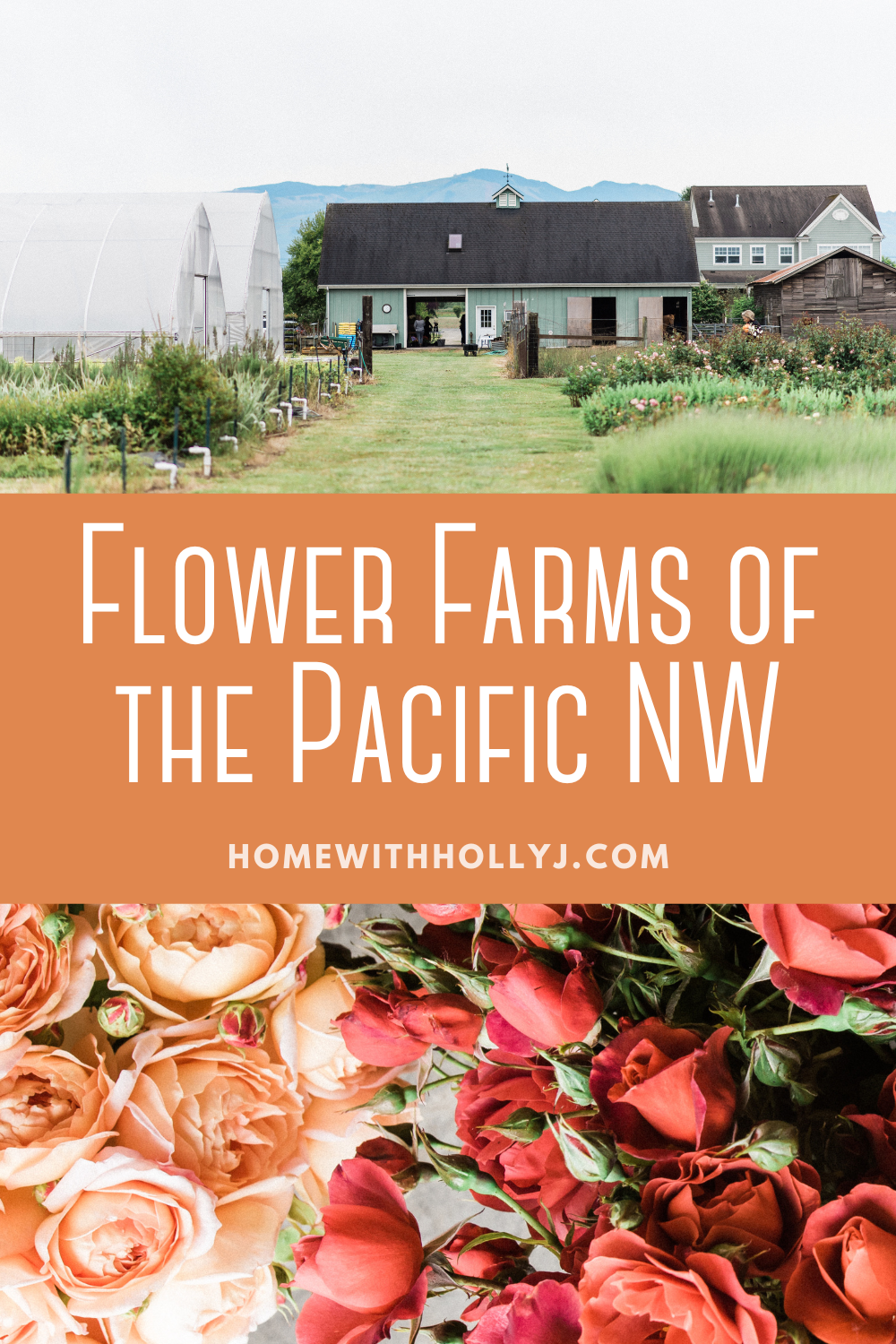 Discover the beauty of All My Thyme flower farm in the picturesque Skagit Valley of Northern Washington. Join us on this floral journey!