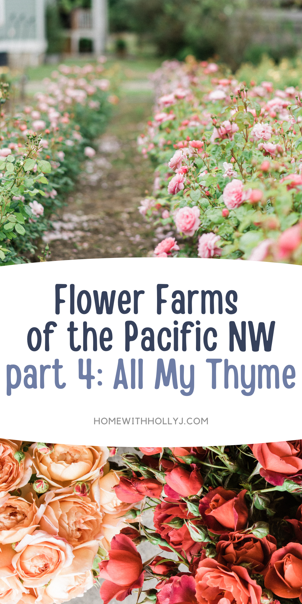 Discover the beauty of All My Thyme flower farm in the picturesque Skagit Valley of Northern Washington. Join us on this floral journey!