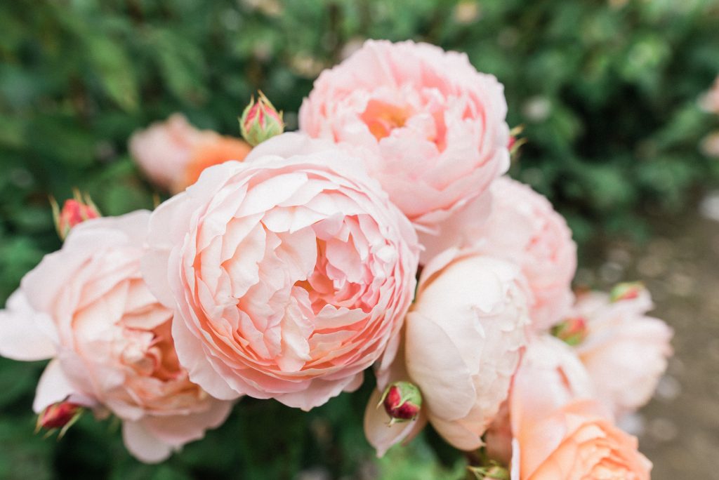 Pink Peonies