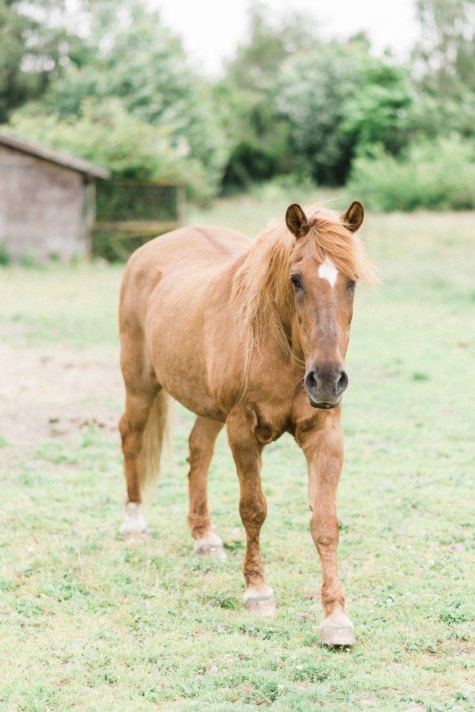 A Horse in a Field