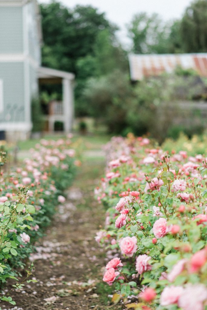 Flower Farm in Skagit Valley, Washington